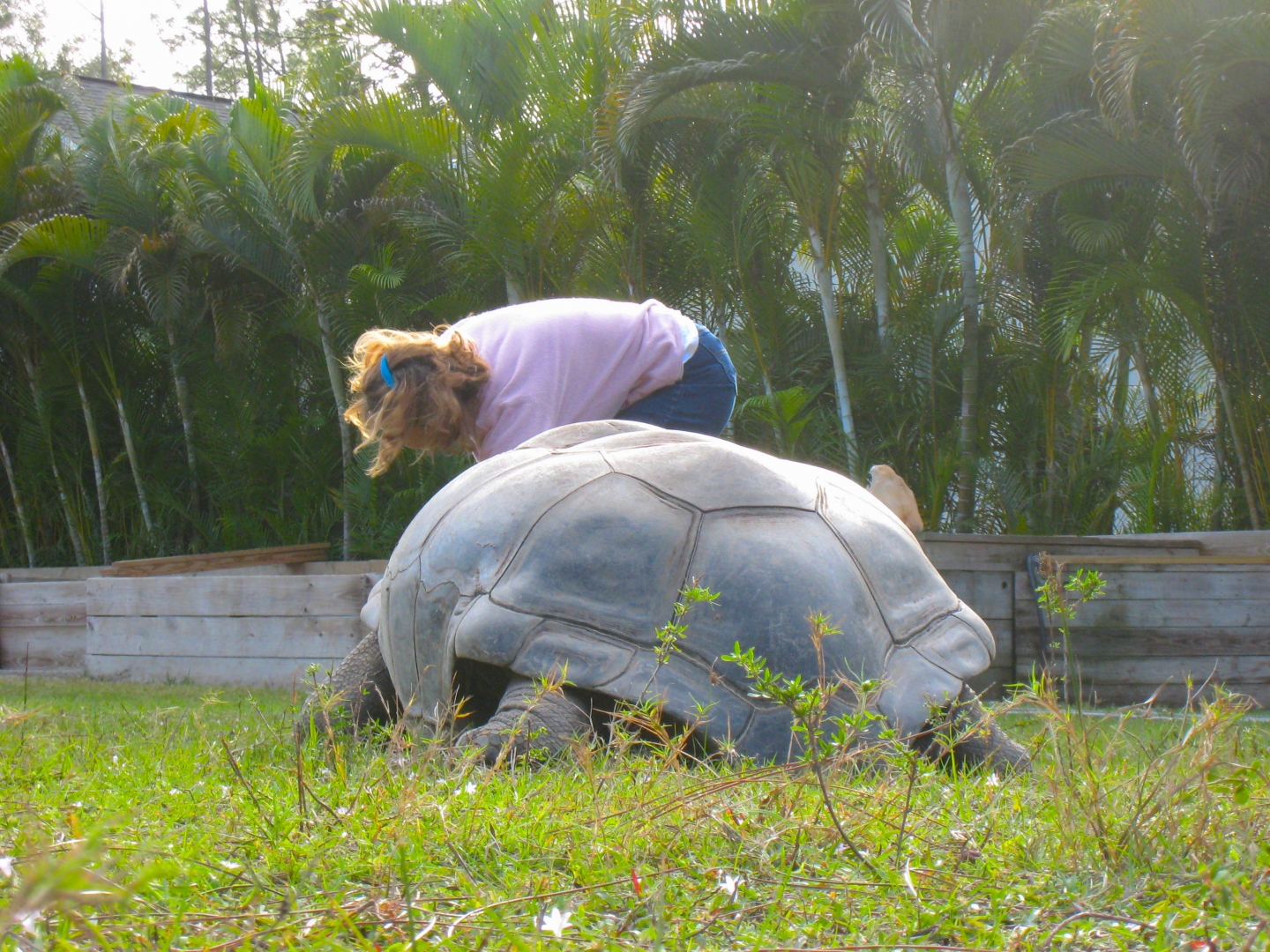 ALDABRA BREEDER
