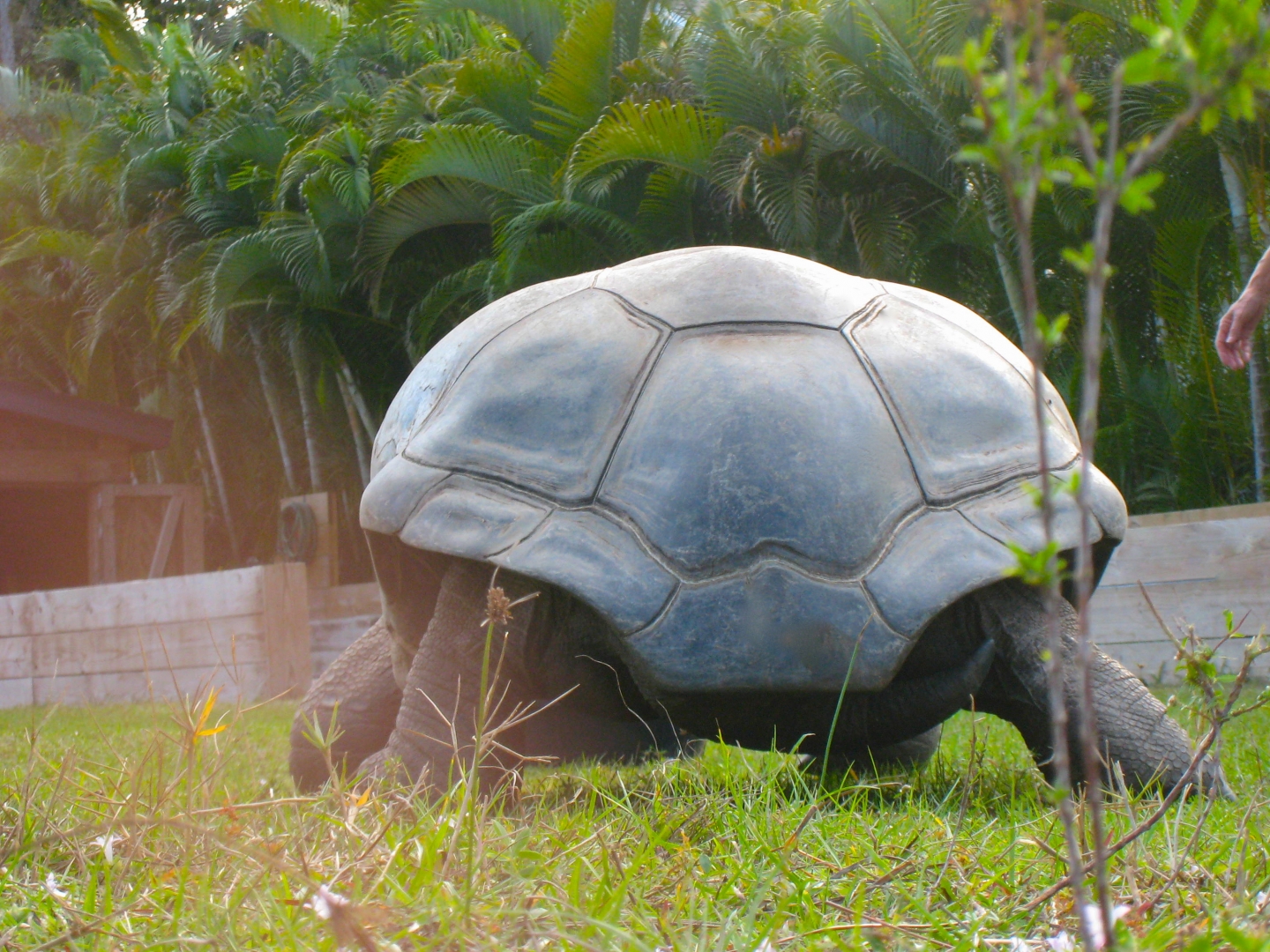 ALDABRA BREEDER