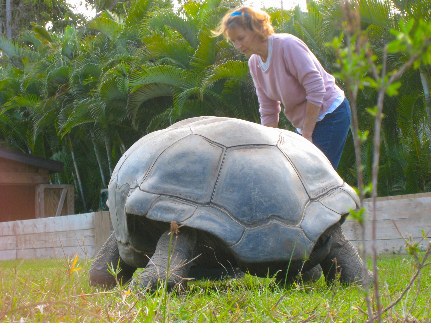 ALDABRA BREEDER