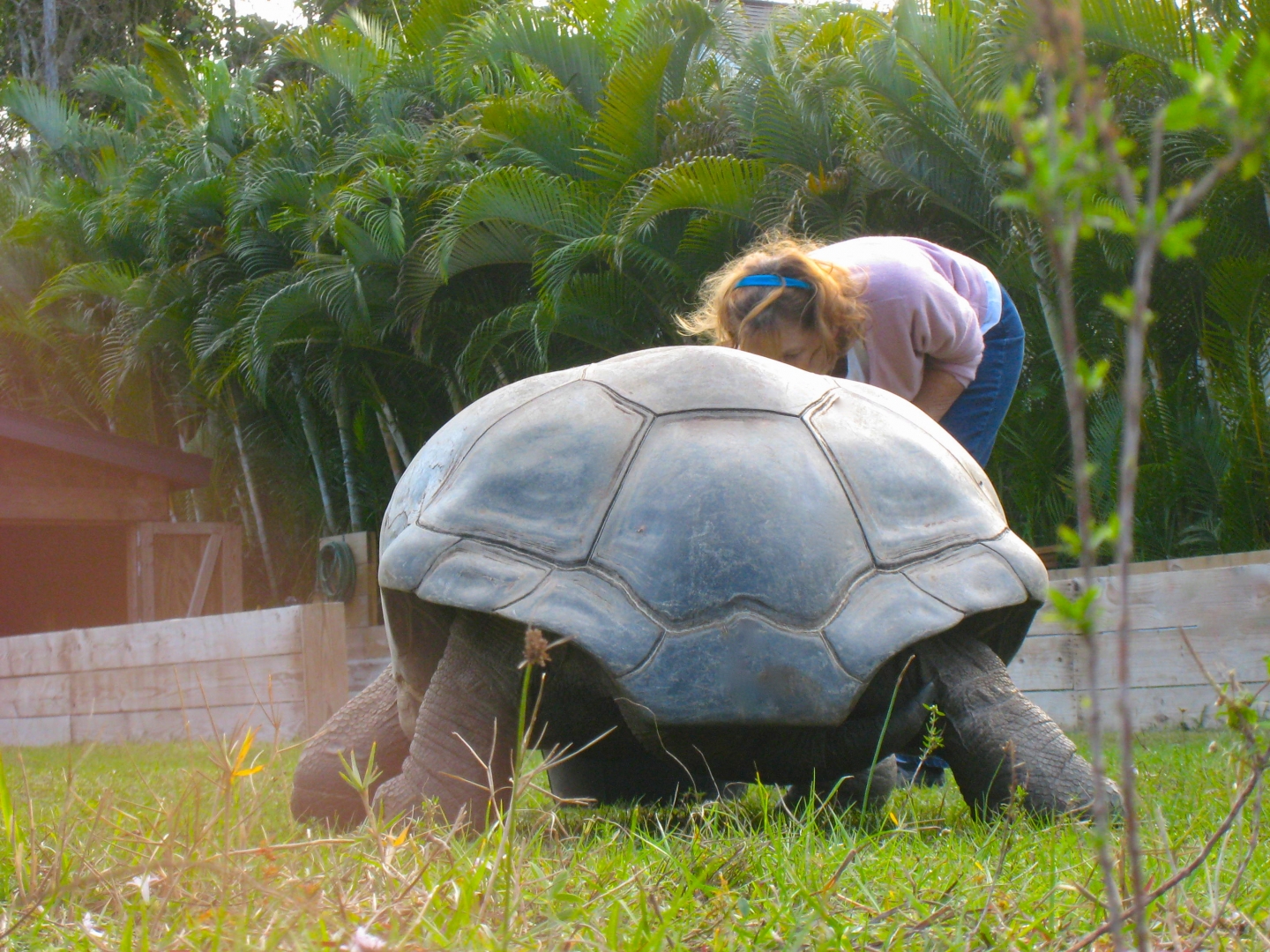 ALDABRA BREEDER