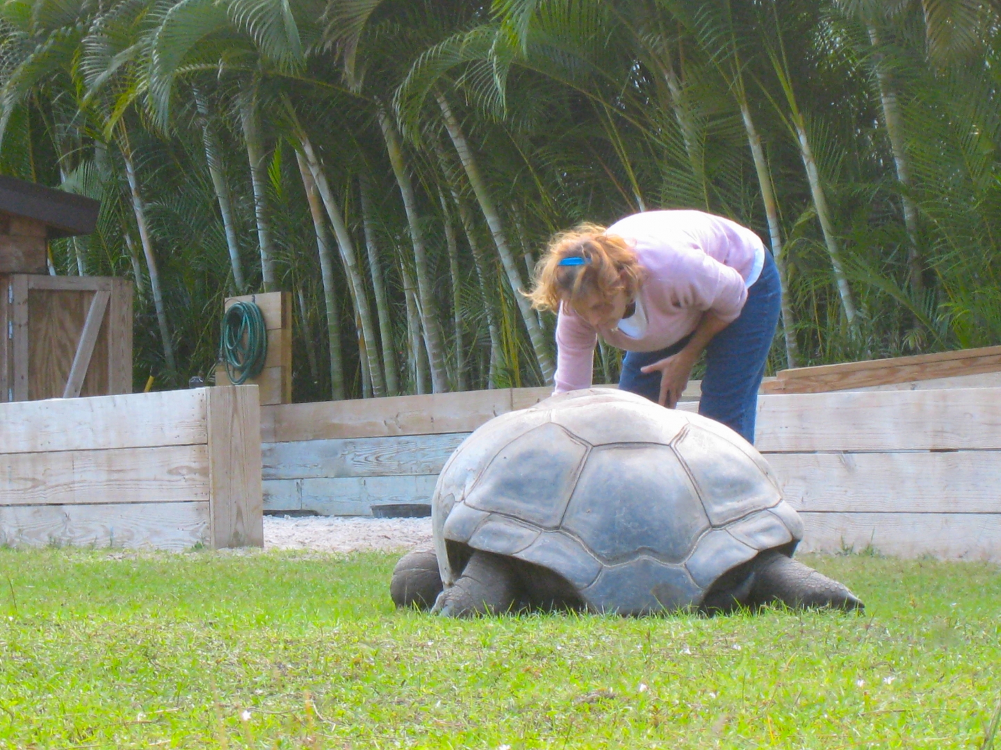 ALDABRA BREEDER
