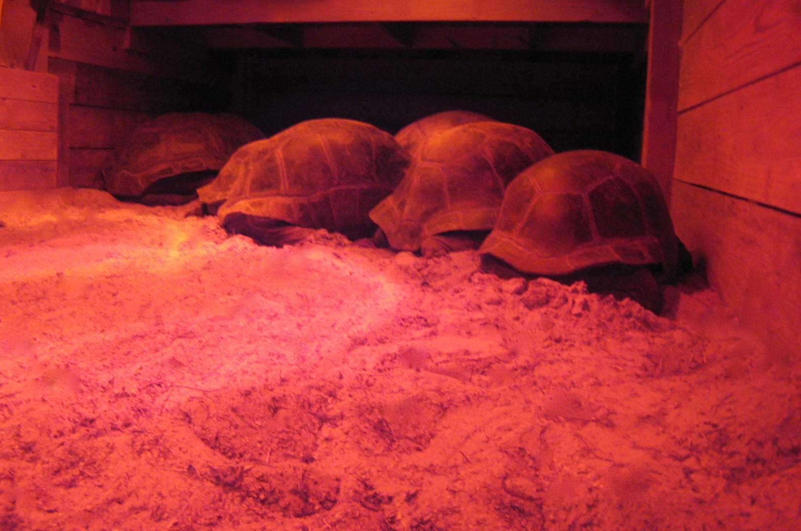 ALDABRA BREEDER