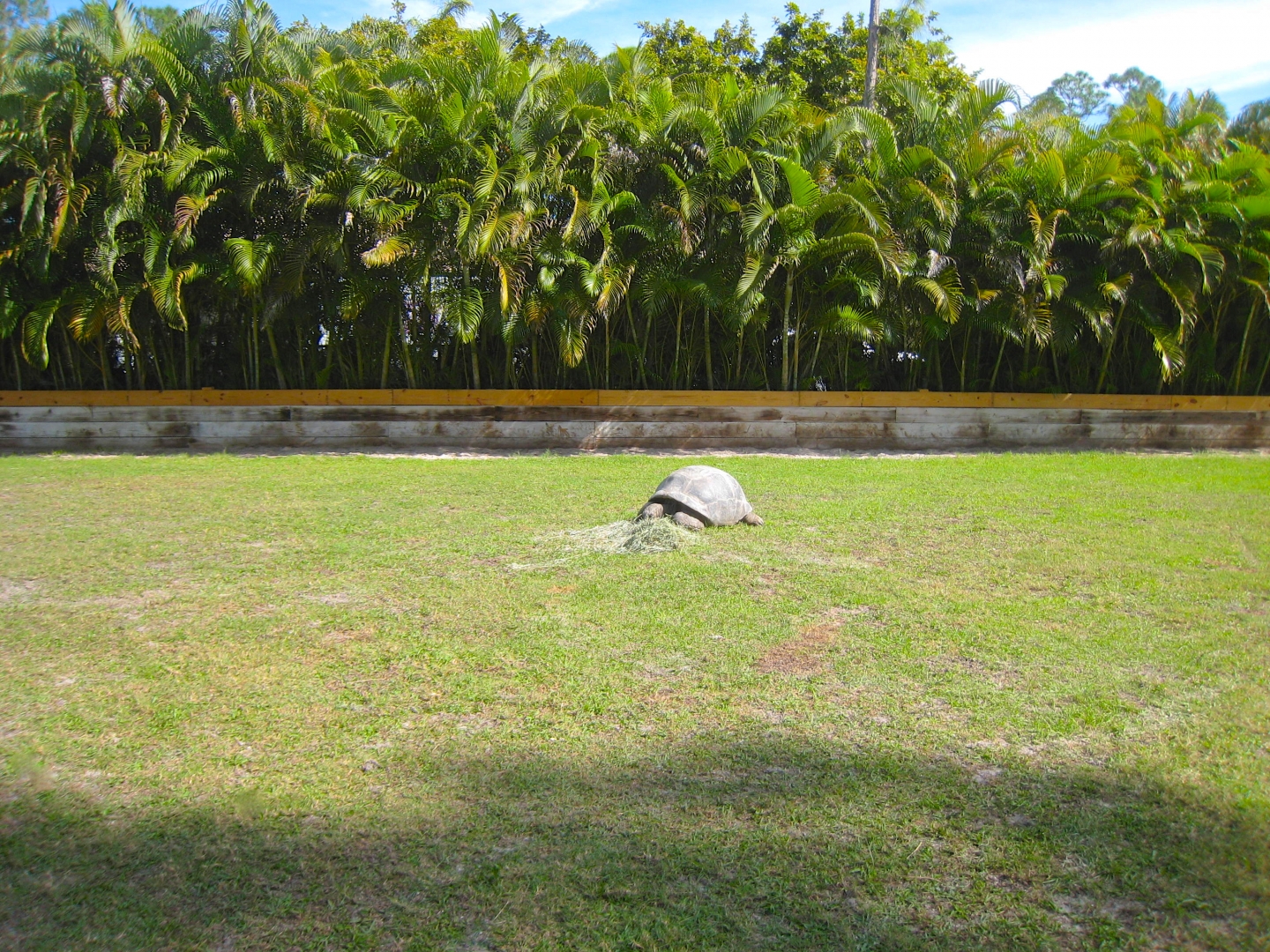 ALDABRA BREEDER