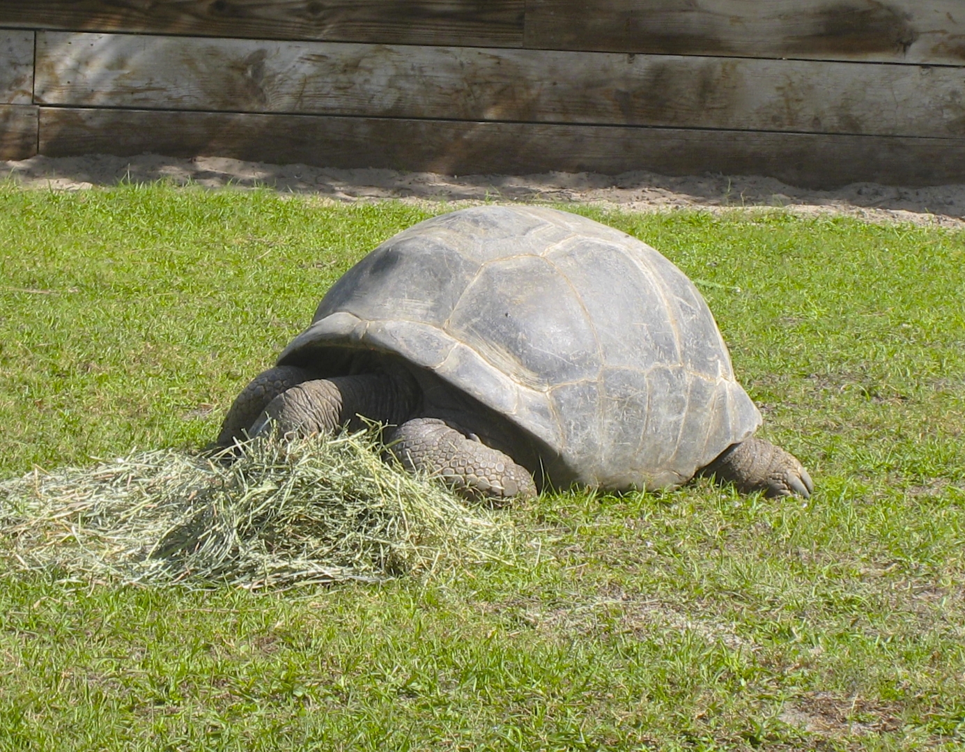 ALDABRA BREEDER