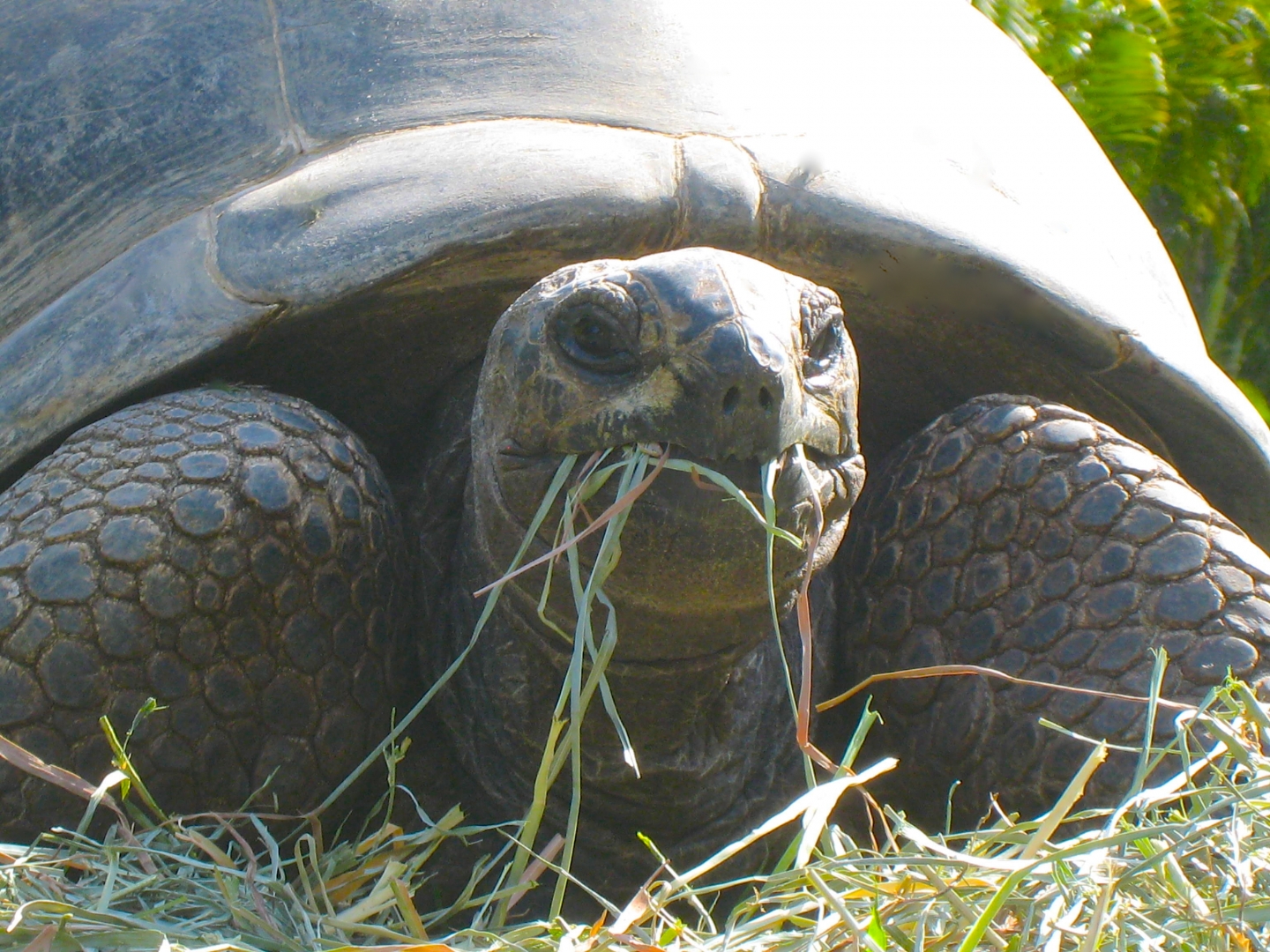 ALDABRA BREEDER
