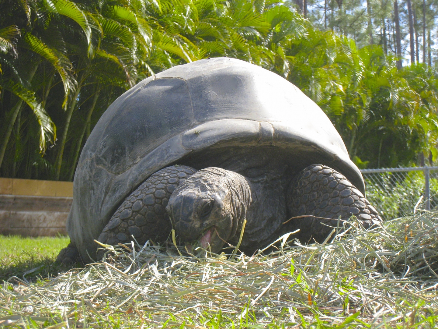 ALDABRA BREEDER
