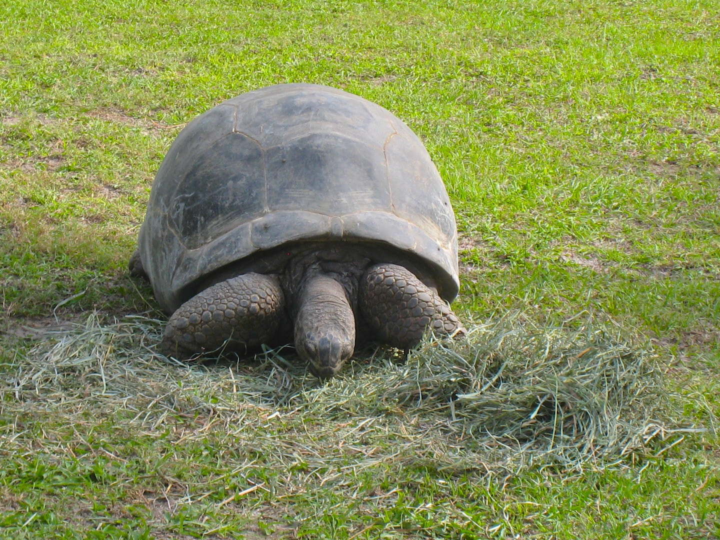 ALDABRA BREEDER