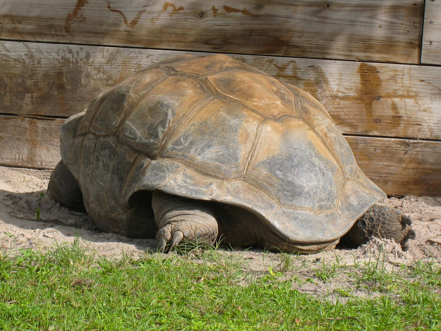 ALDABRA BREEDER