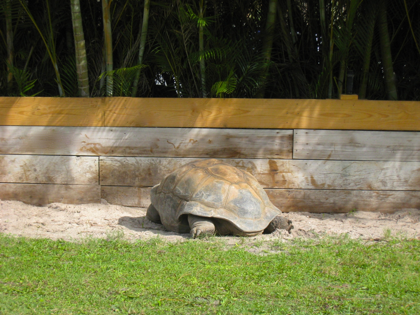 ALDABRA BREEDER