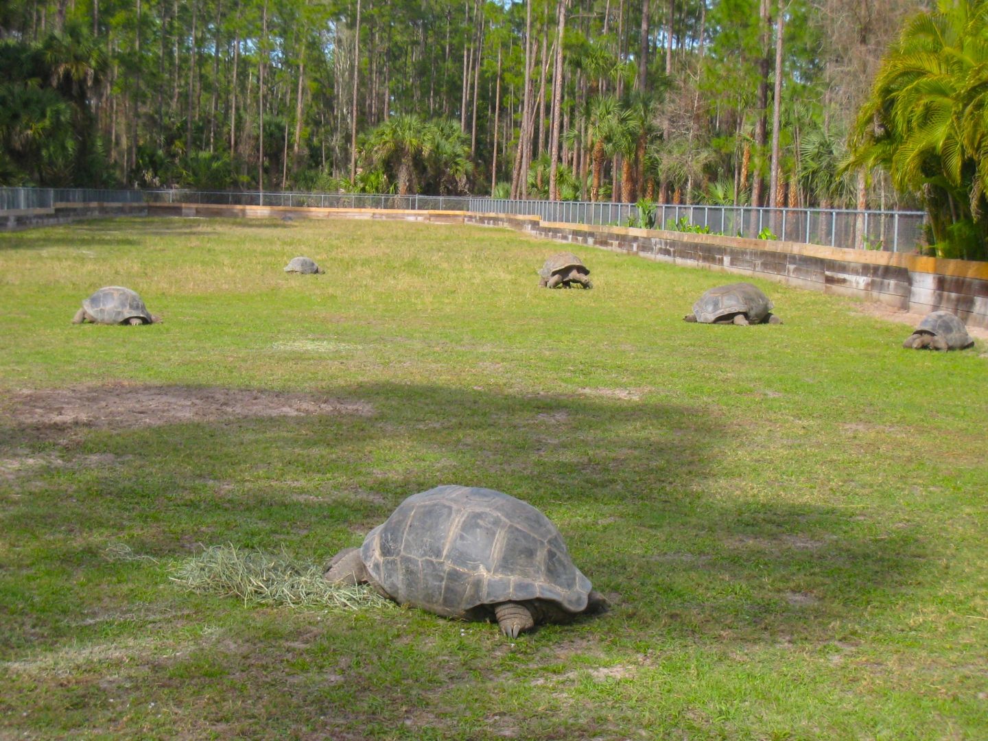 ALDABRA BREEDER