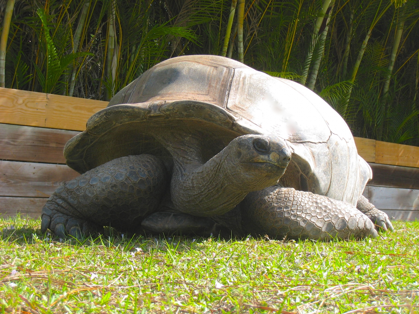 ALDABRA BREEDER
