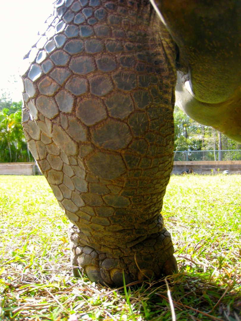 ALDABRA BREEDER