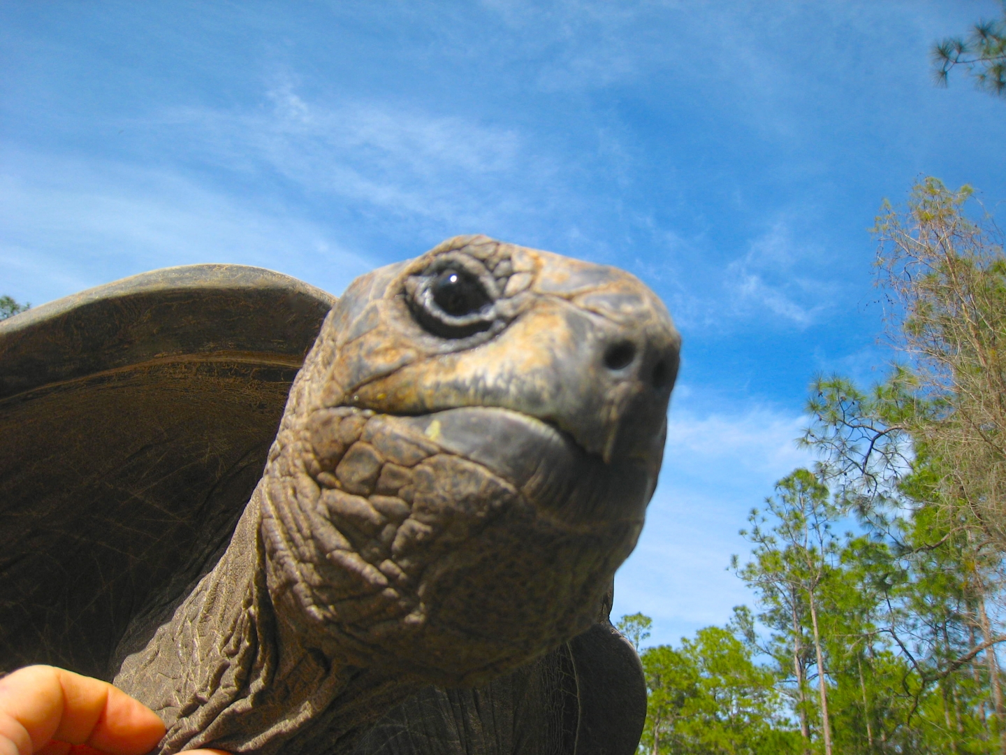 ALDABRA BREEDER