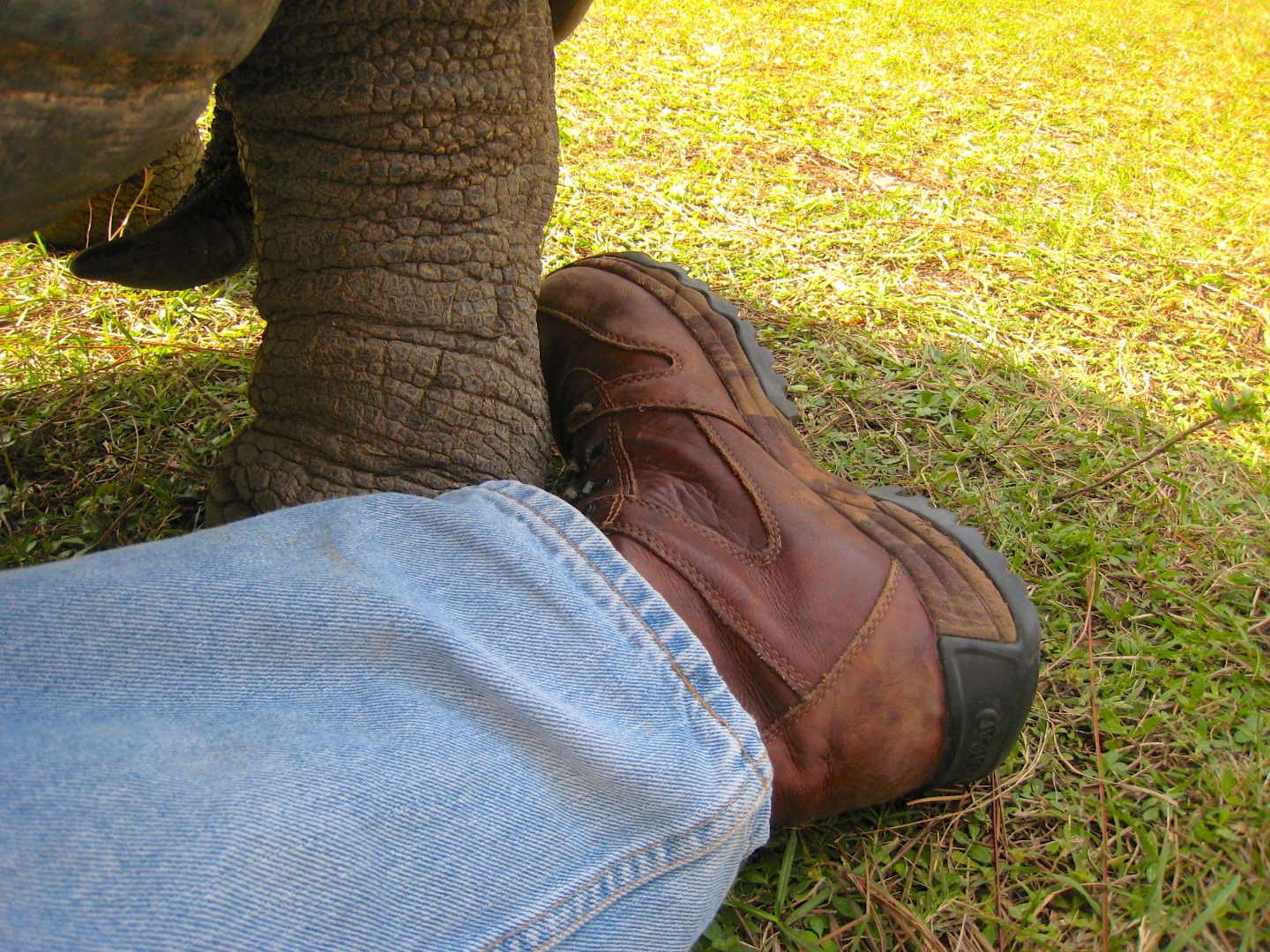 ALDABRA BREEDER