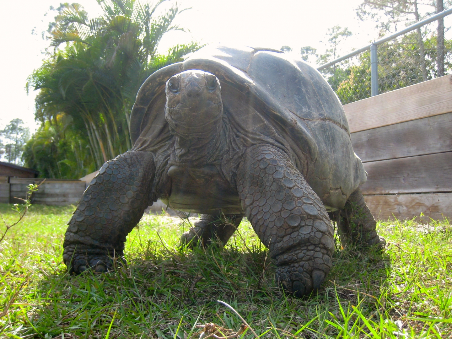 ALDABRA BREEDER