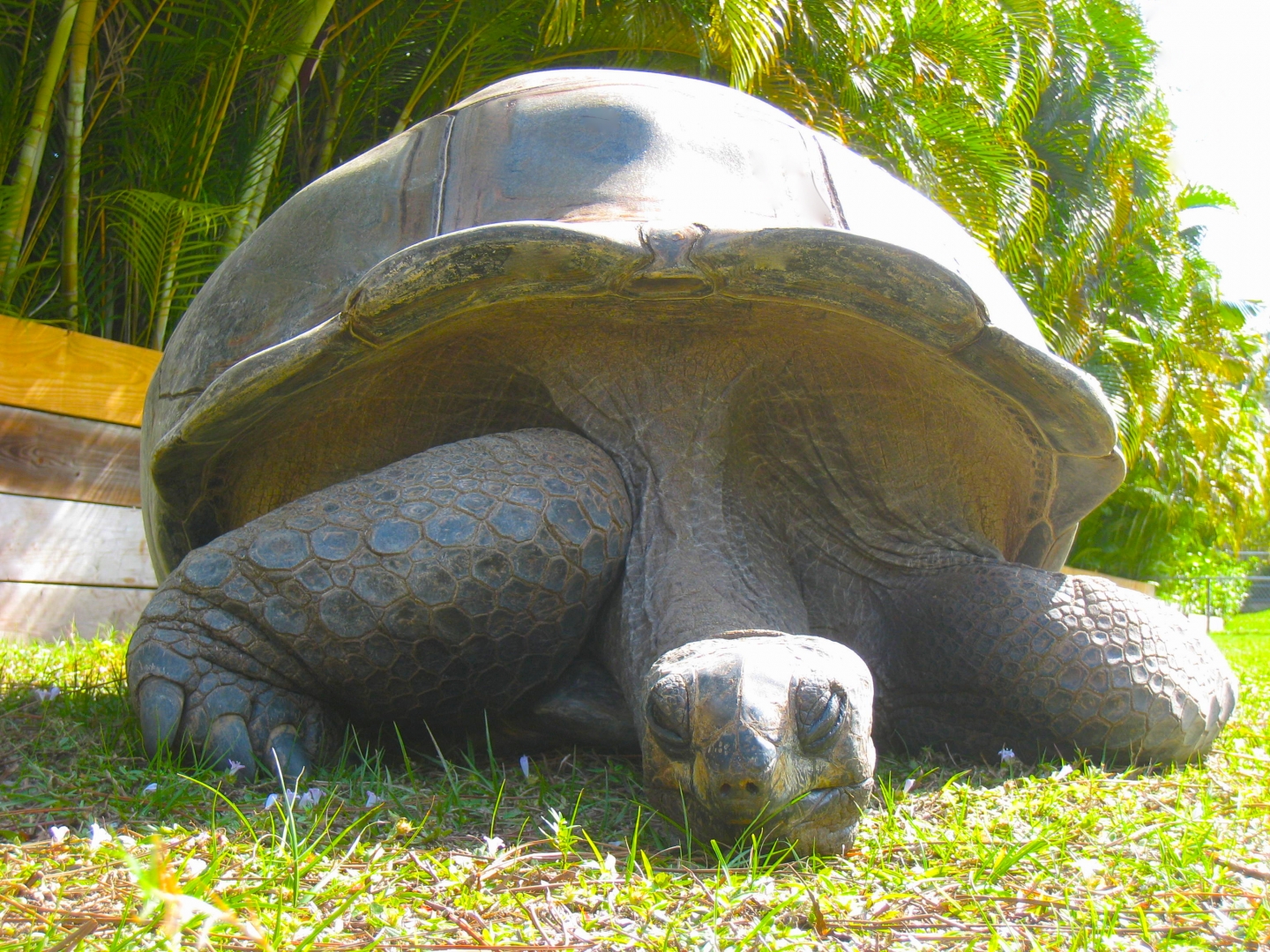 ALDABRA BREEDER