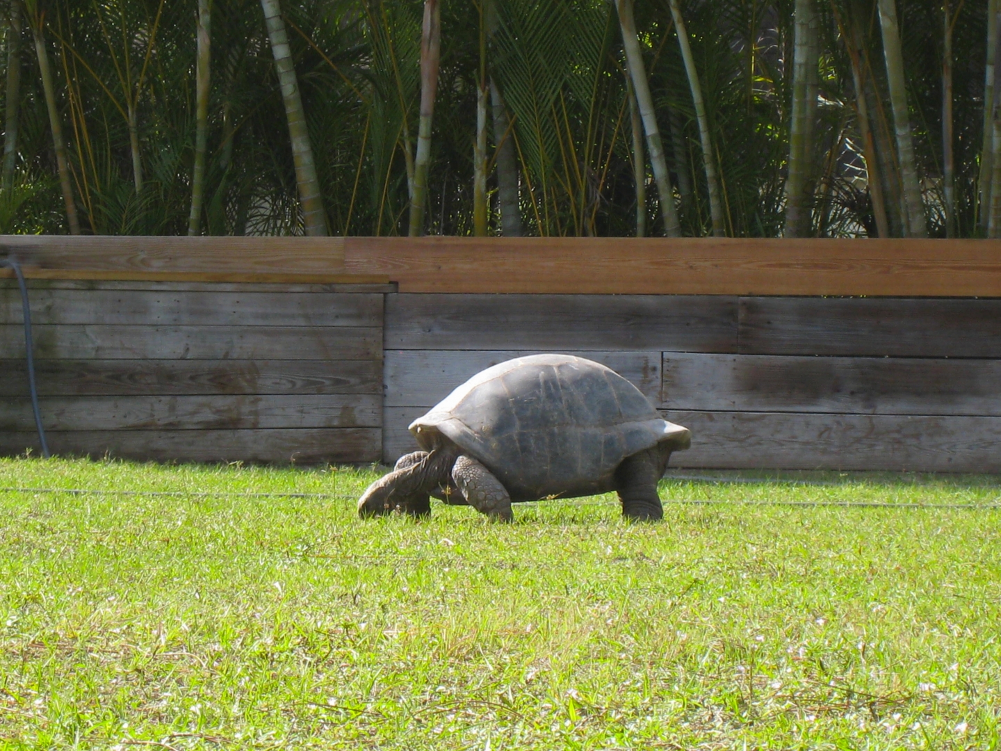 ALDABRA BREEDER