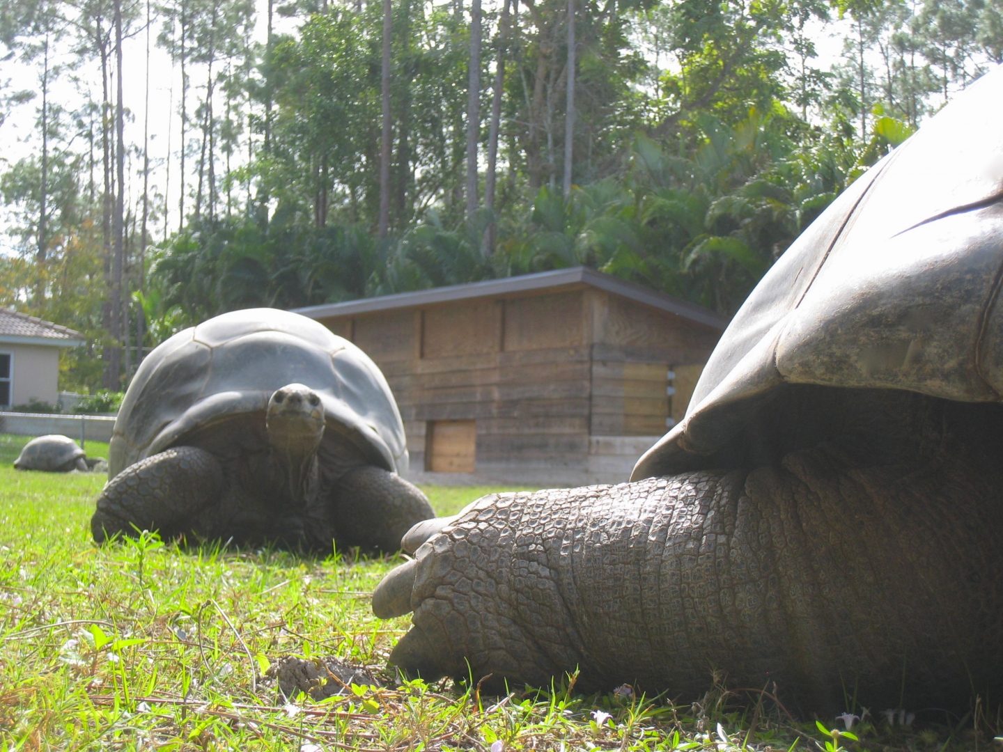 ALDABRA BREEDER