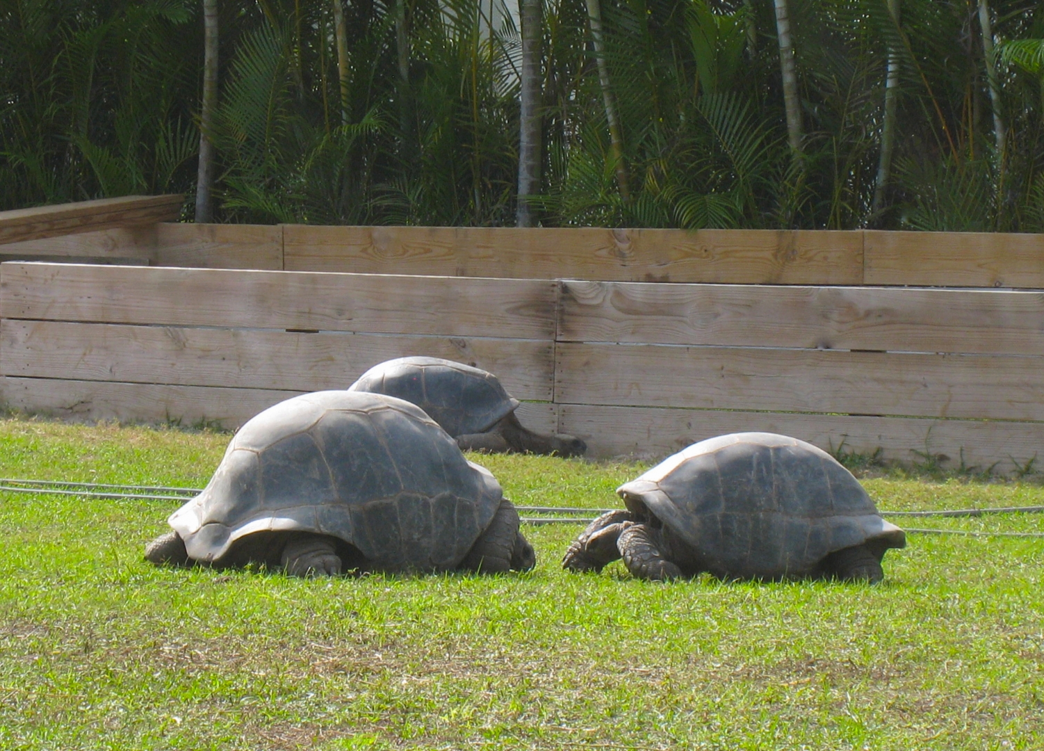 ALDABRA BREEDER