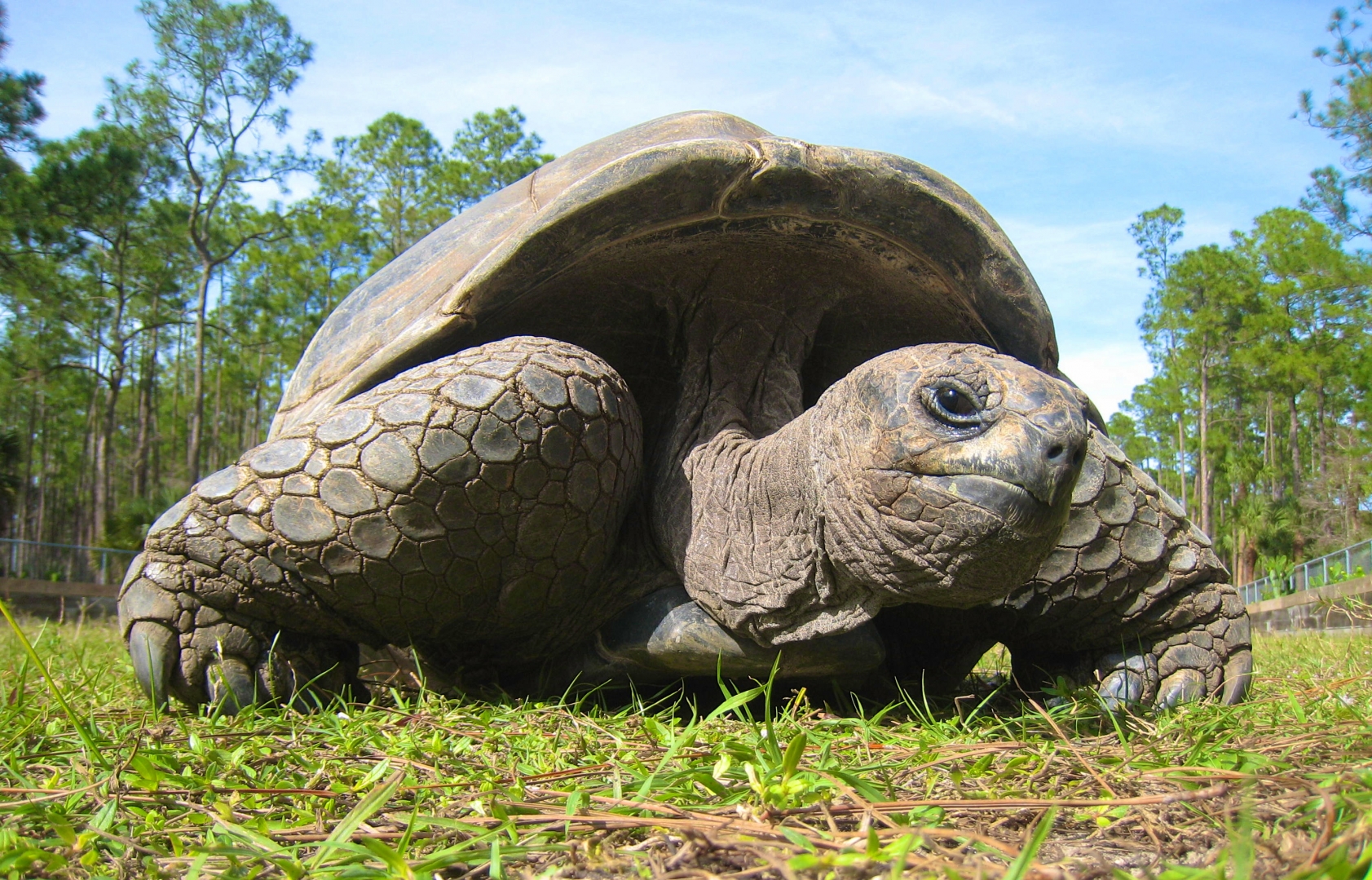 ALDABRA BREEDER