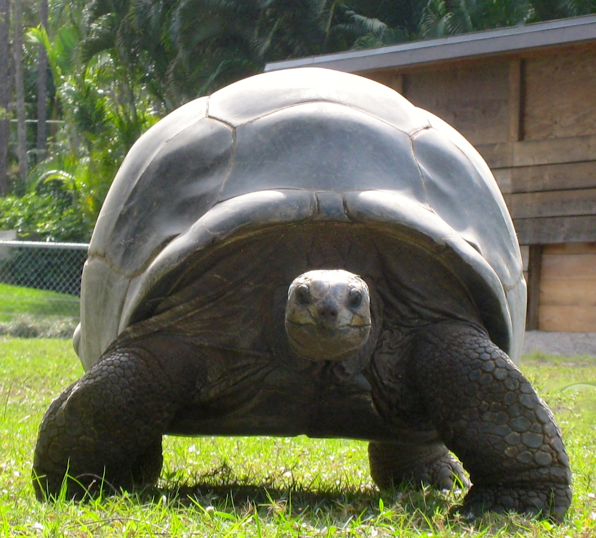 ALDABRA BREEDER
