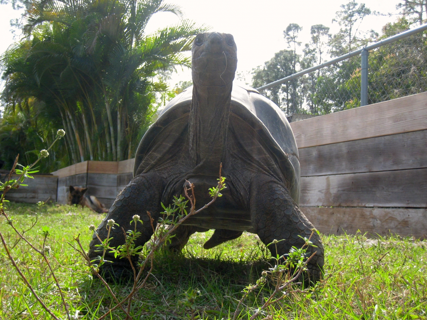 ALDABRA BREEDER