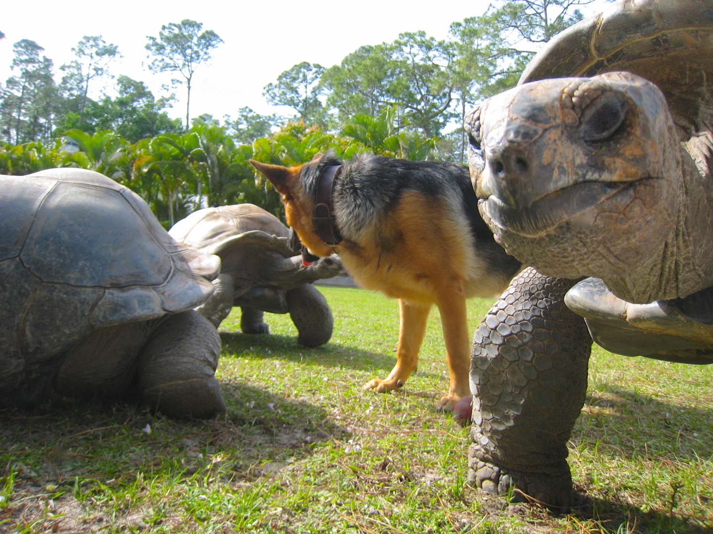 ALDABRA BREEDER