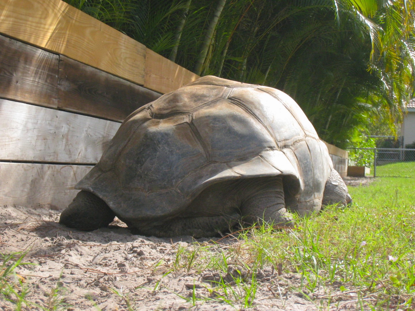 ALDABRA BREEDER