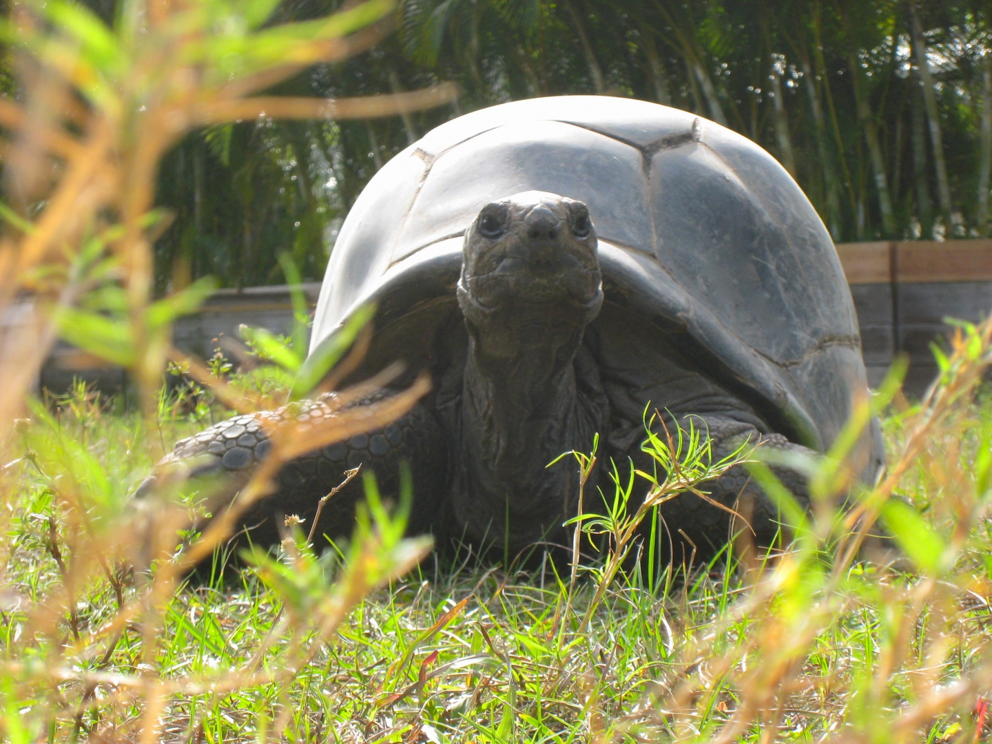 ALDABRA BREEDER