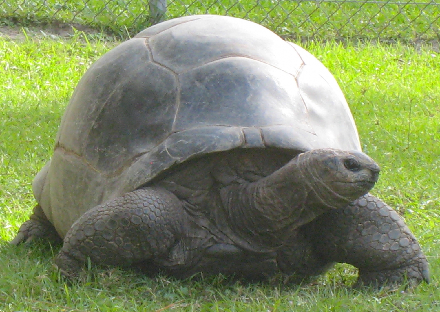 ALDABRA BREEDER