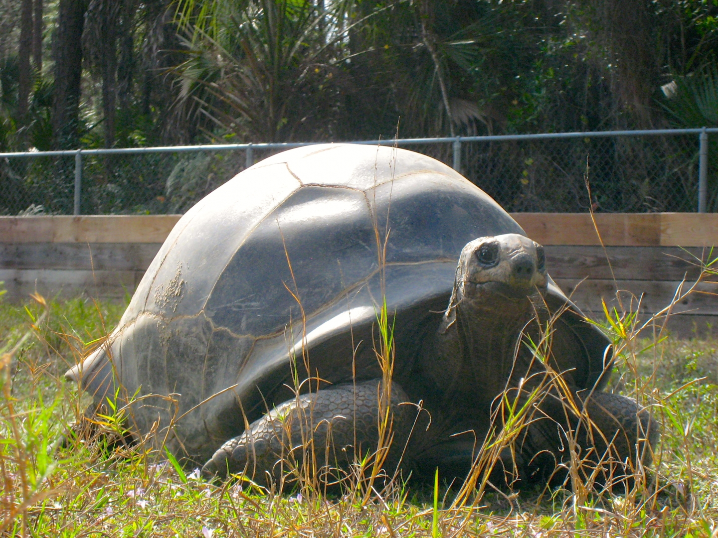 ALDABRA BREEDER