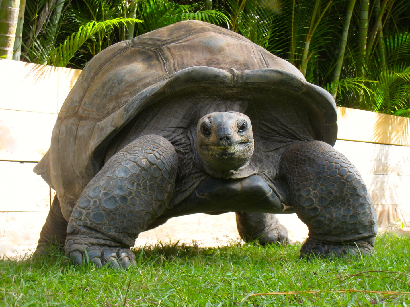 ALDABRA BREEDER
