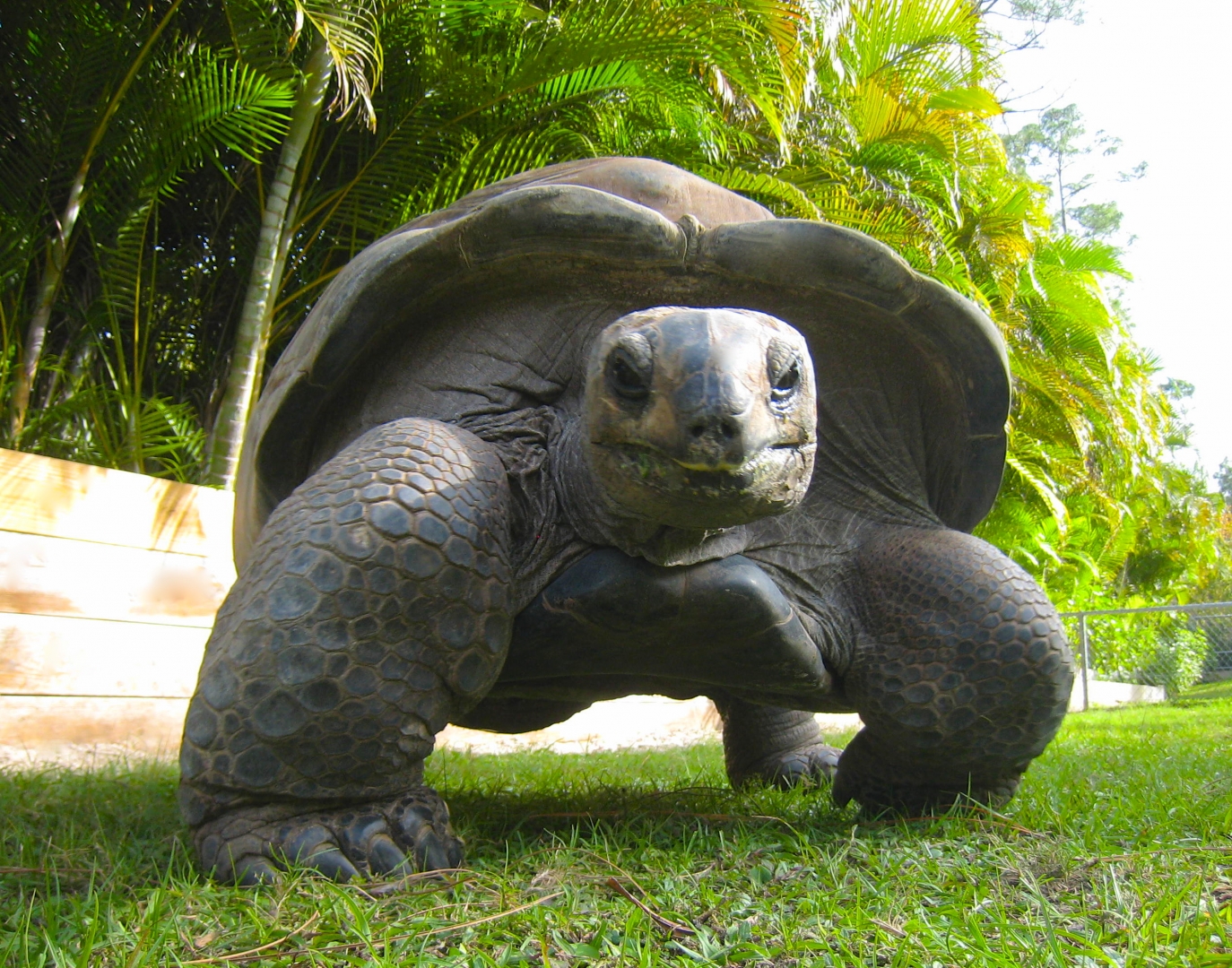 ALDABRA BREEDER
