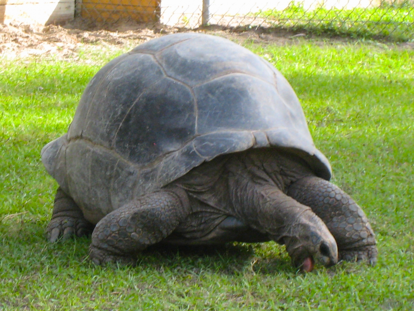 ALDABRA BREEDER