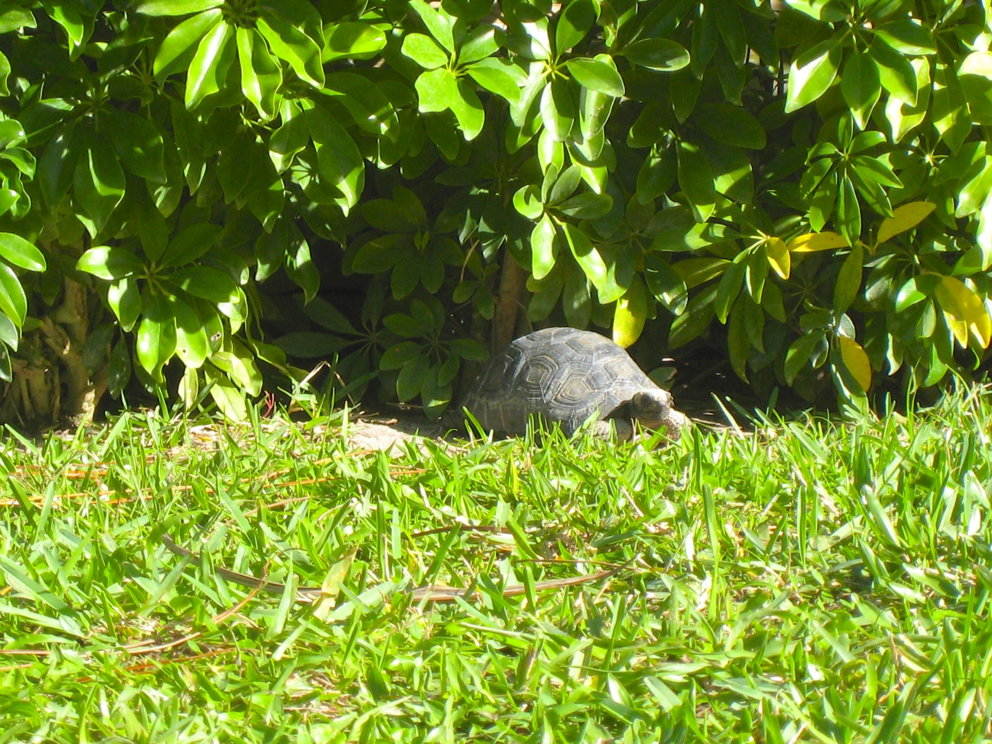 ALDABRA BREEDER