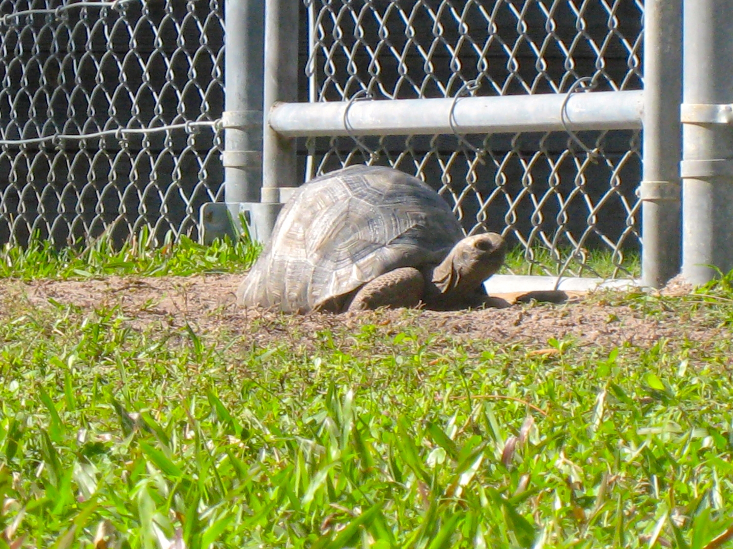 ALDABRA BREEDER