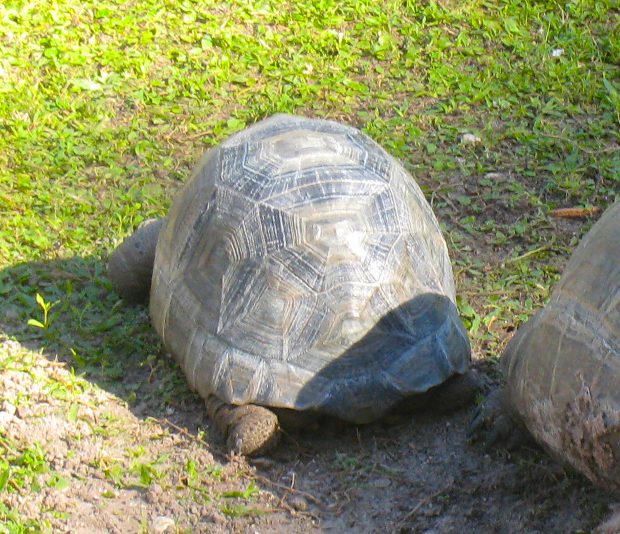 ALDABRA BREEDER