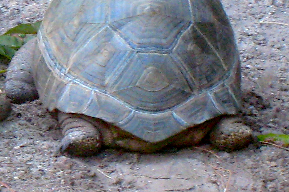 ALDABRA BREEDER