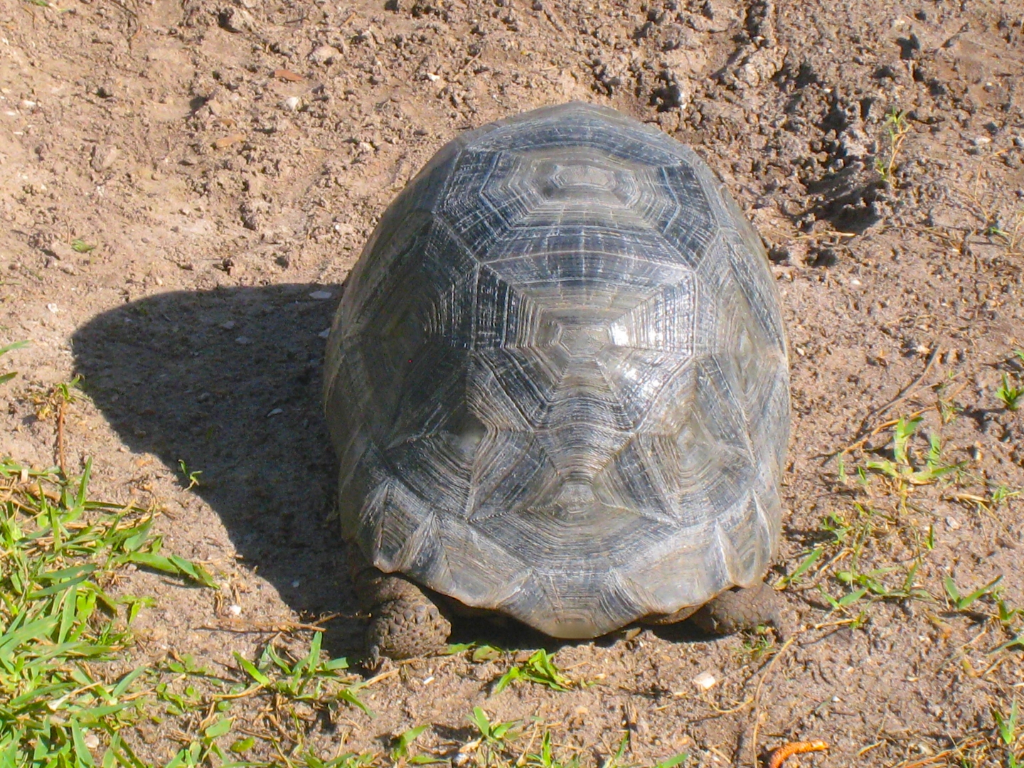 ALDABRA BREEDER