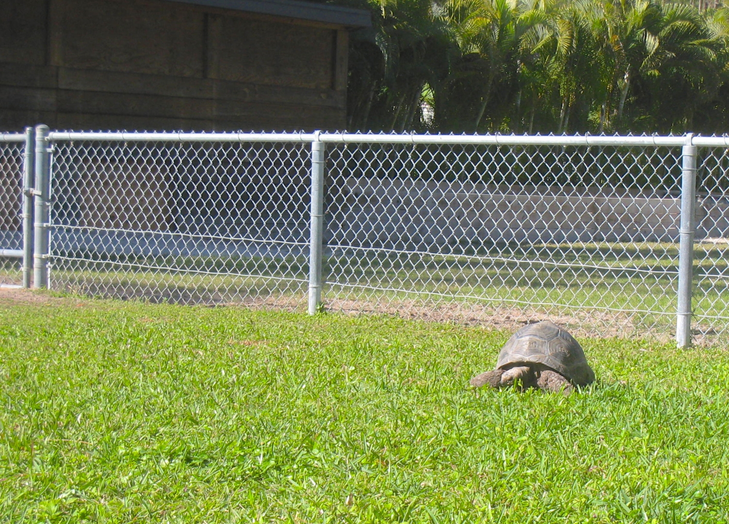 ALDABRA BREEDER