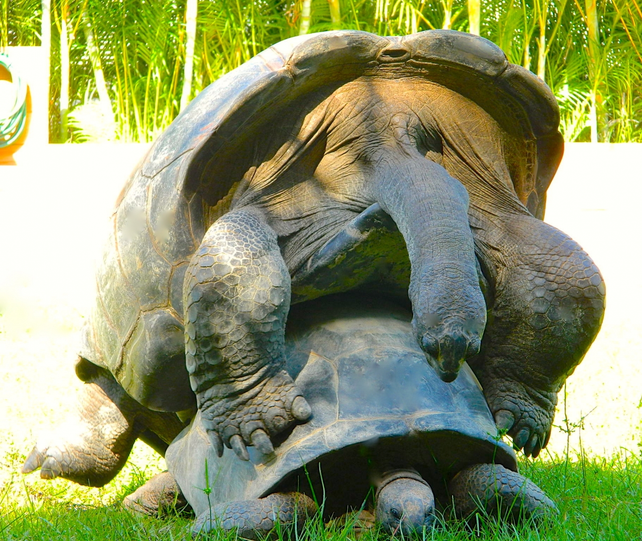 ALDABRA BREEDER