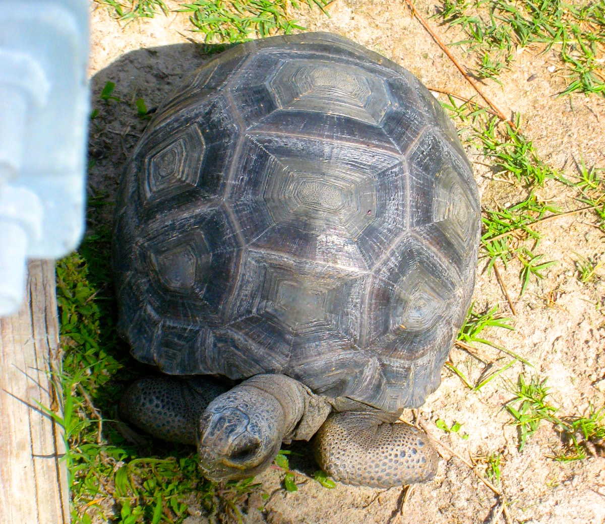 ALDABRA BREEDER