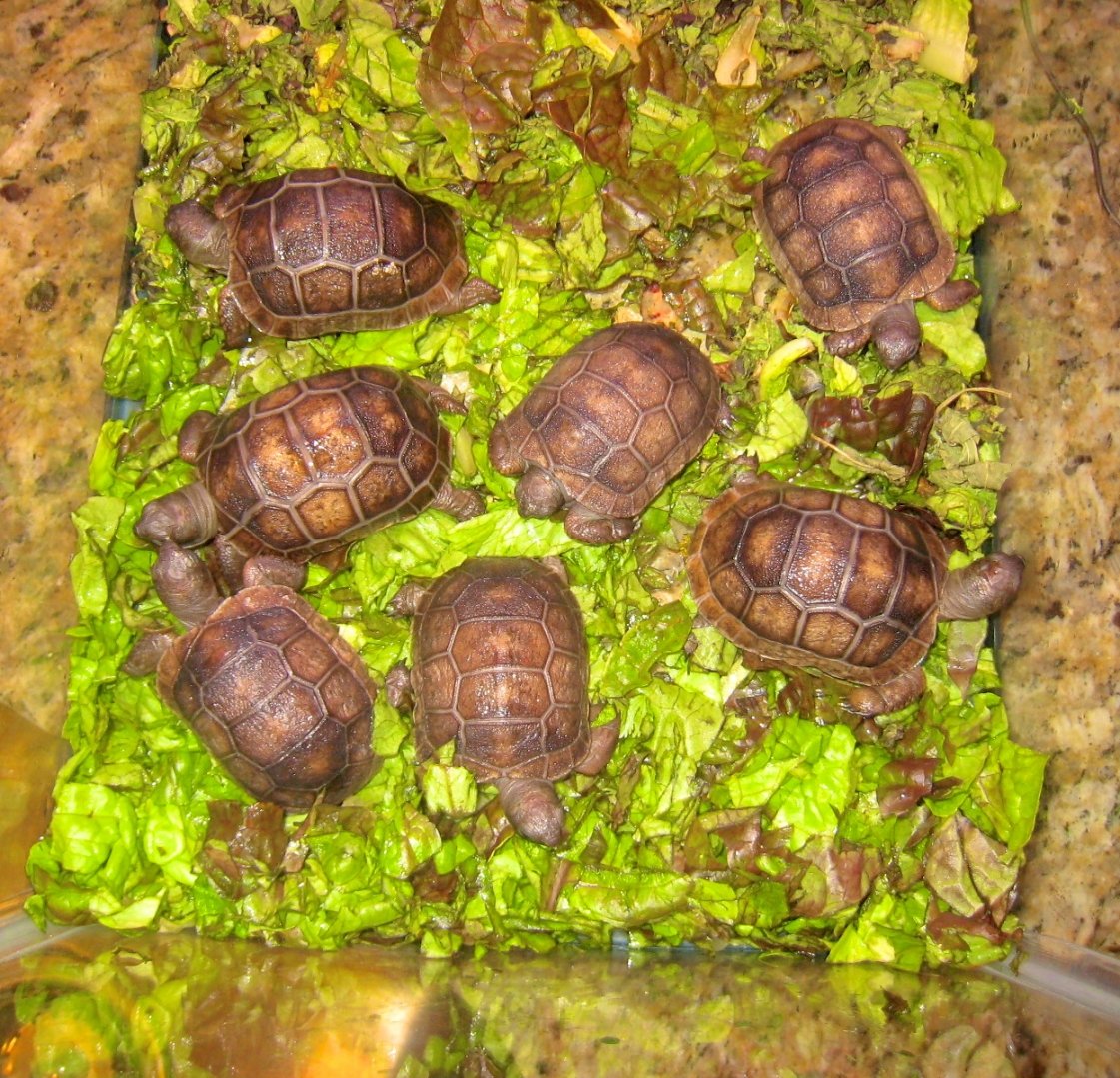 ALDABRA BREEDER