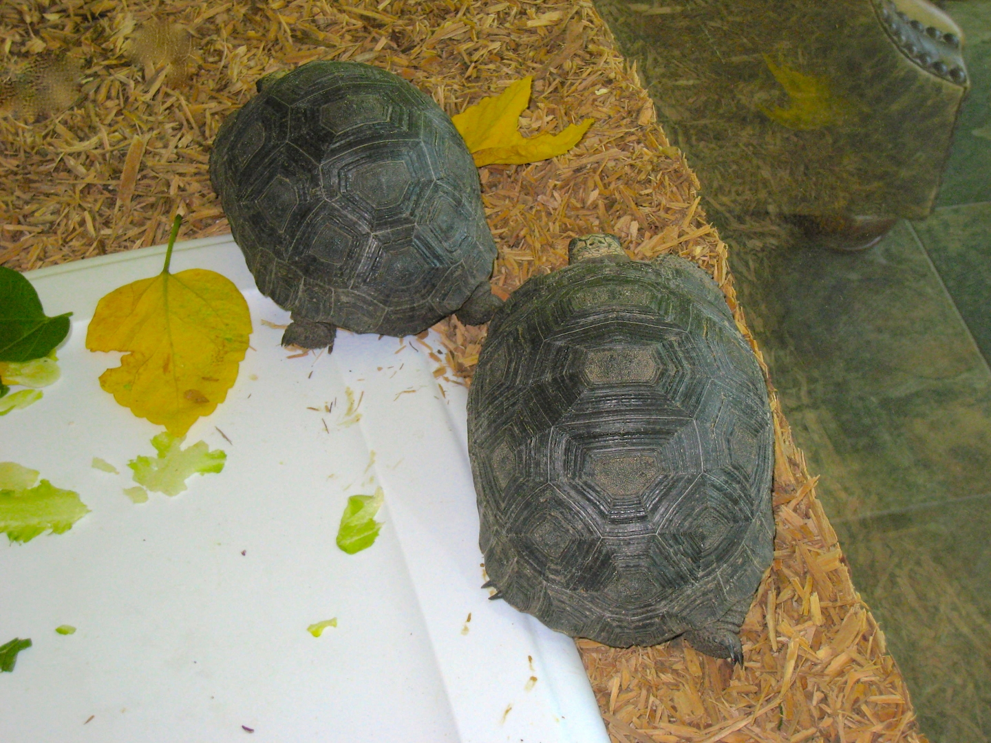 ALDABRA BREEDER