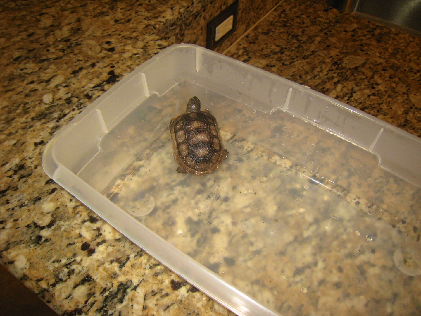 ALDABRA BREEDER