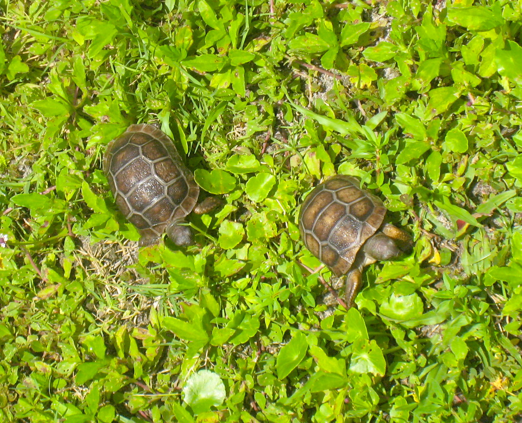 ALDABRA BREEDER