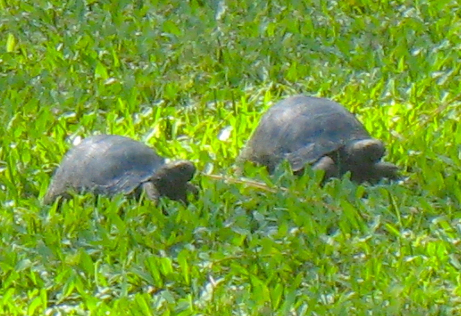 ALDABRA BREEDER