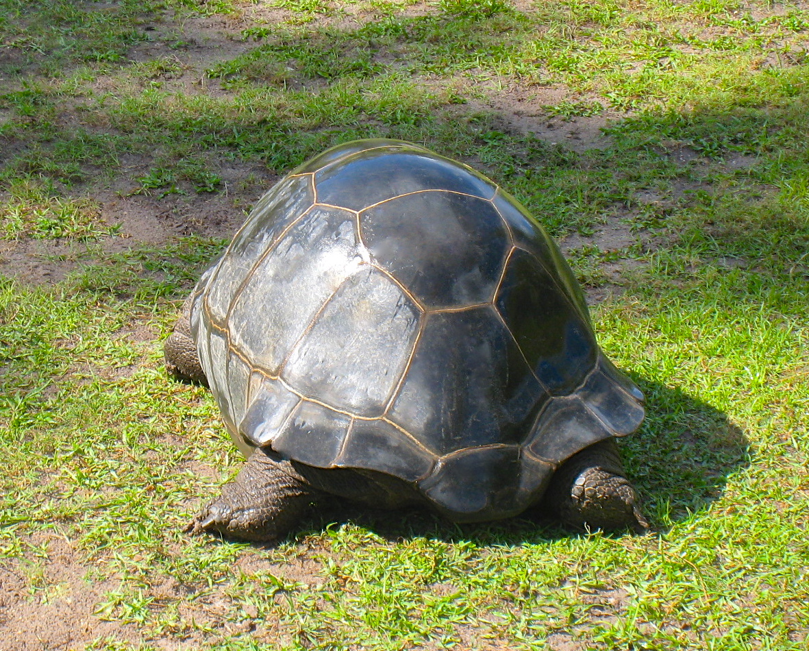 ALDABRA BREEDER
