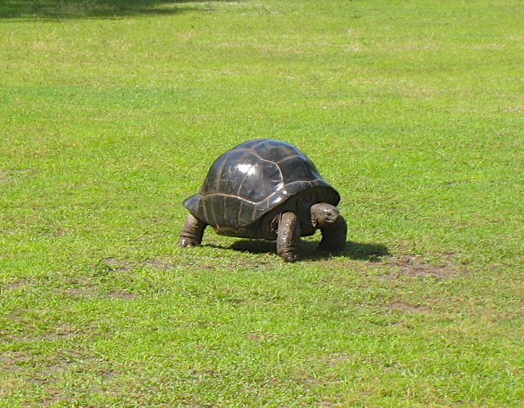 ALDABRA BREEDER