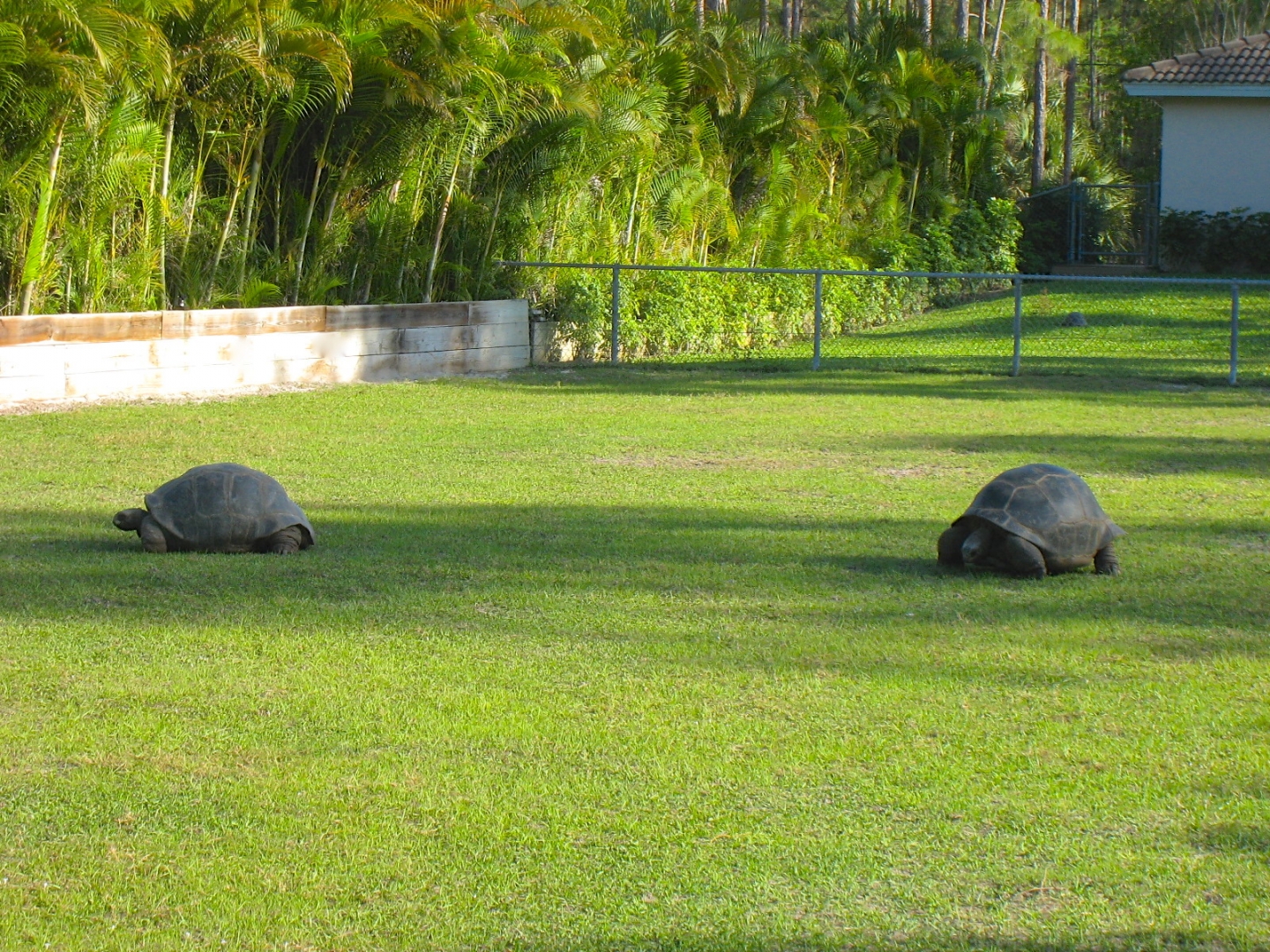 ALDABRA BREEDER